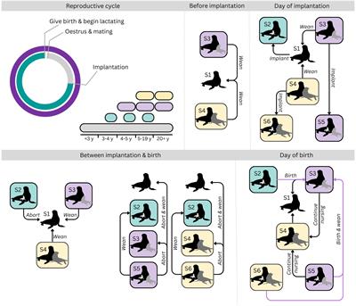 Vulnerability to fluctuations in prey and predation landscape in a central place foraging marine predator